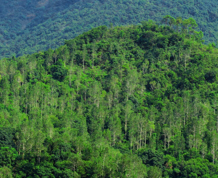 Iskele Mersinlik Forest is growing again