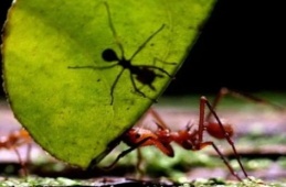 Striking research: Ants can smell cancer