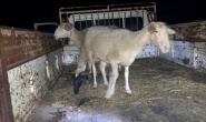 Animal theft in Iskele, 3 prisoners!